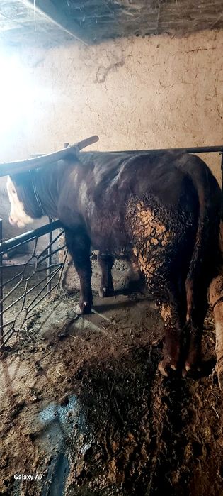 Ассалаумагалеикум