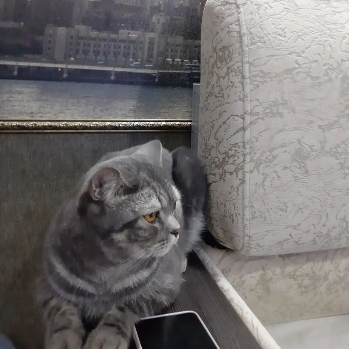 Продам котёнка нам 2 года