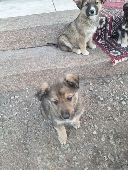 Отдам собачек в добрые,любящие руки