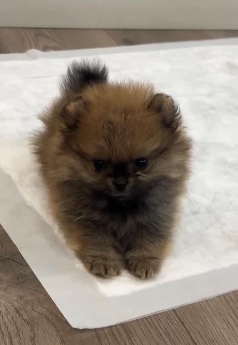 Шпицы соболинные