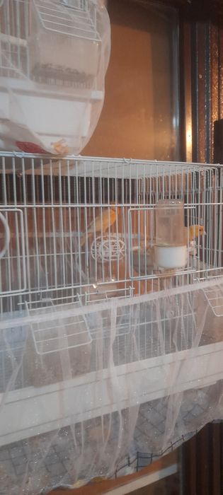 Продам канареек парные.