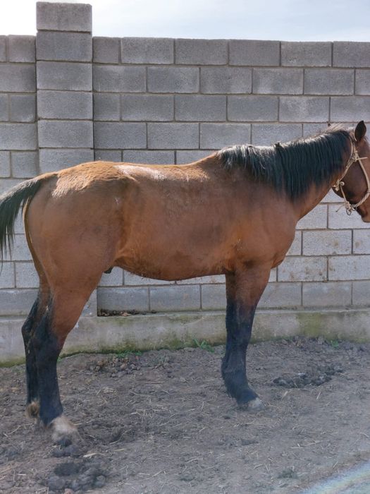 Продам жеребца.