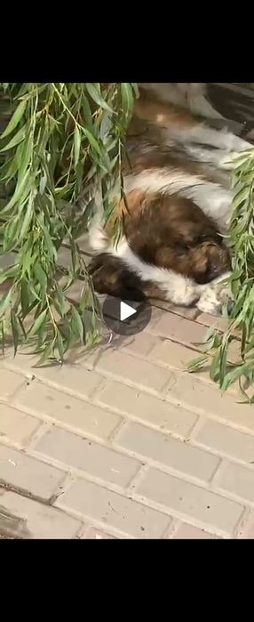 Найдена Московская сторожевая ,мальчик.