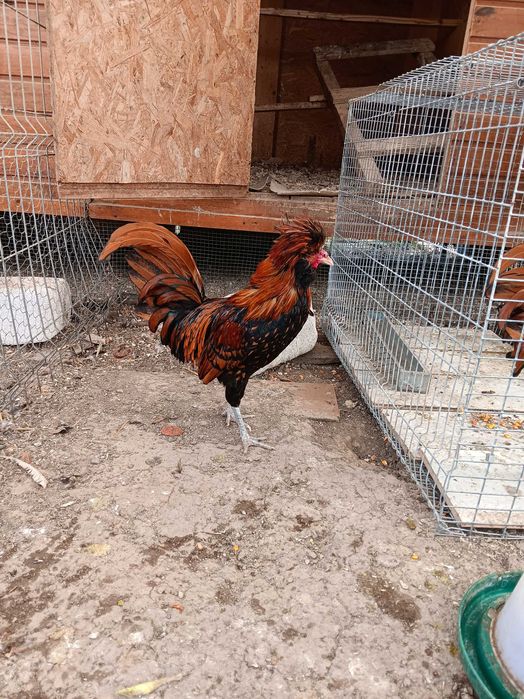 2 Cocosi paduana caramizie. Pret 100 lei/buc.