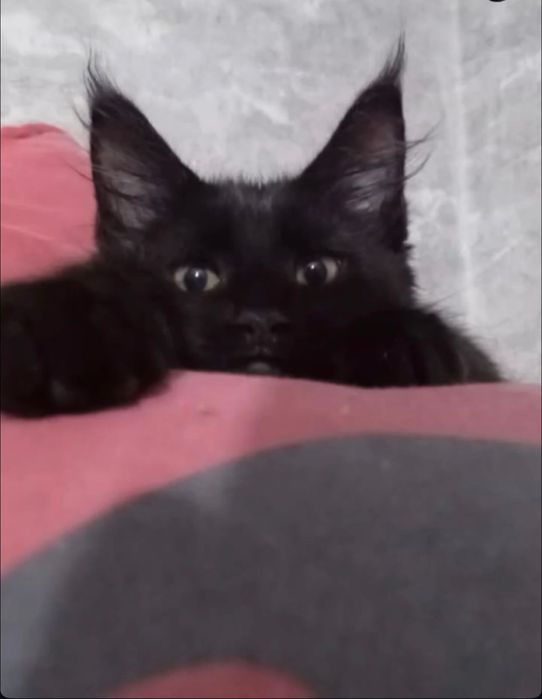 Продам котенок Мейн-Кун