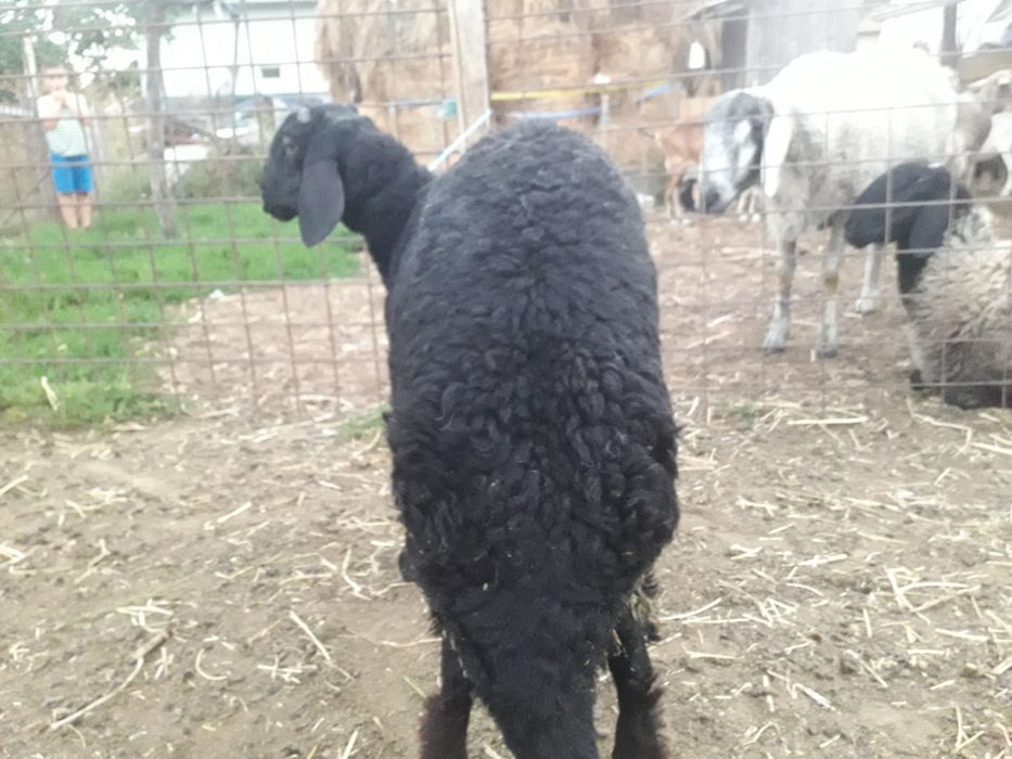 Vand berbec negru