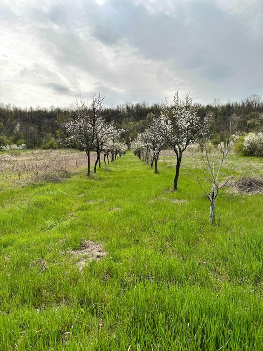 Casă P+1 cu teren 2.470 mp, livadă, anexe și gospodărie completă Mîrțești, Săpata, Argeș
