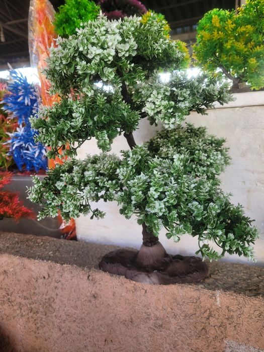 Аквариумные растения , деревья.