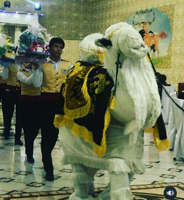 Туйе Акку выход тойбастар