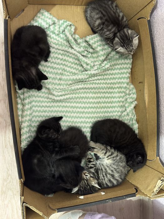 Котенки бесплатно