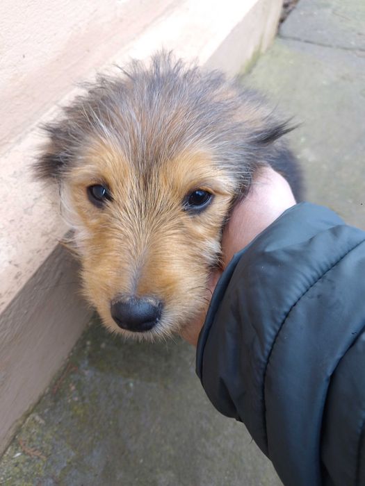 Pui de catel adorabili – oferim spre adoptie!!