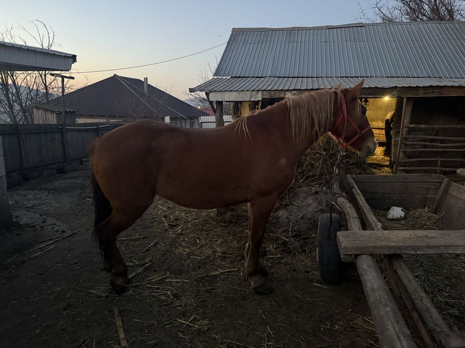 De vanzare iapa de 4 ani