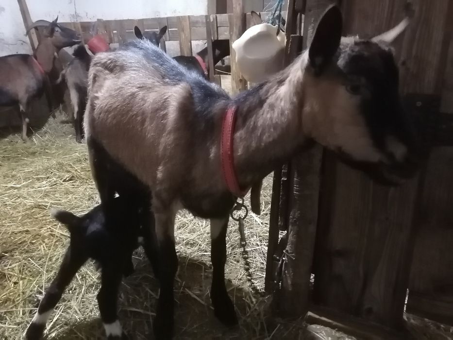 Capre alpine franceze