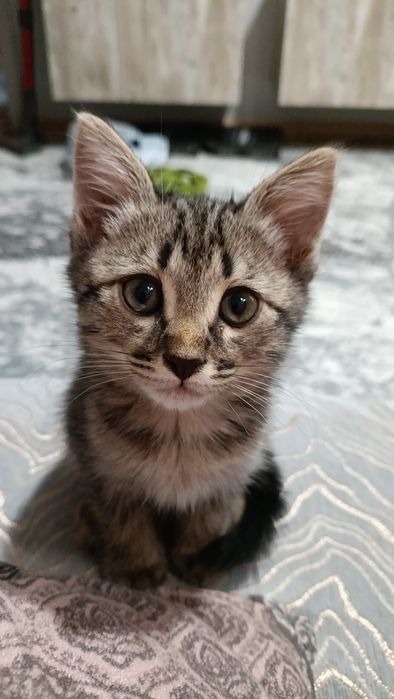 Котенок 2 месяца