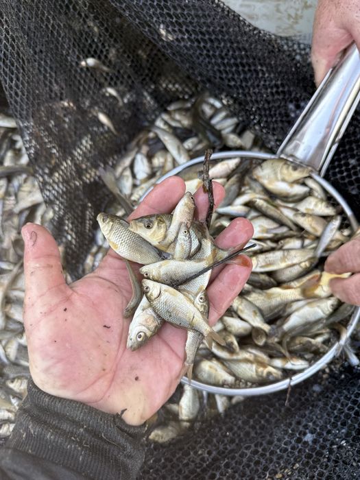 Малёк Сазан Карп Амур