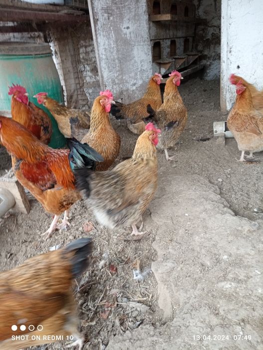 Цыплята Кучинские.