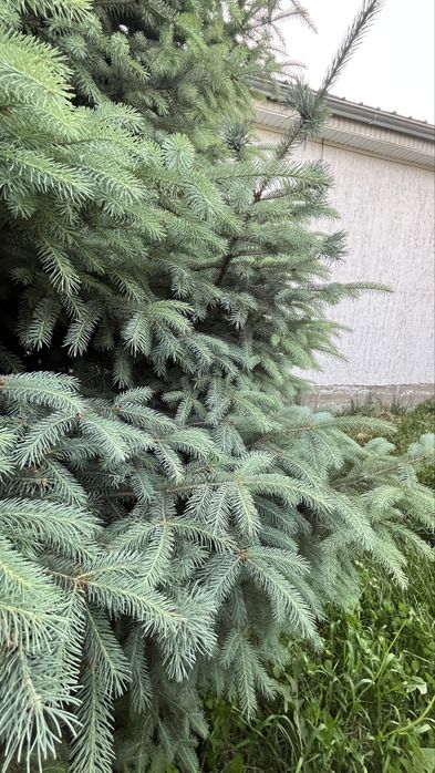 Продам голубые ели