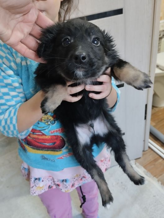 Отдам щенков все мальчики