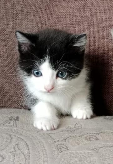 Сына-сыночек и Три лапочки дочки :-)