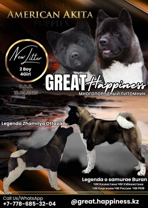 Американская Акита щенки