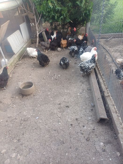 Домашно гледани птици