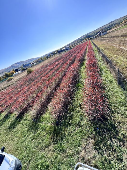 Butasi aronia anul 6( pe rod cu radacini  puternice)