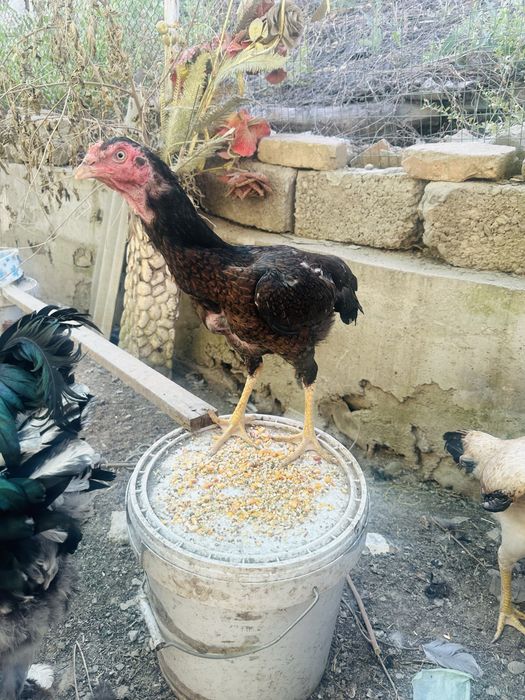 Boboqi turk tovuq sotiladi