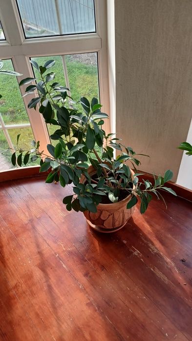 Продам комнатные цветы