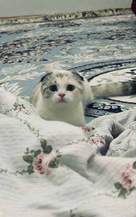 Продам шотландскую кошку.