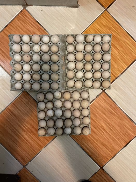 Oua pentru incubat.