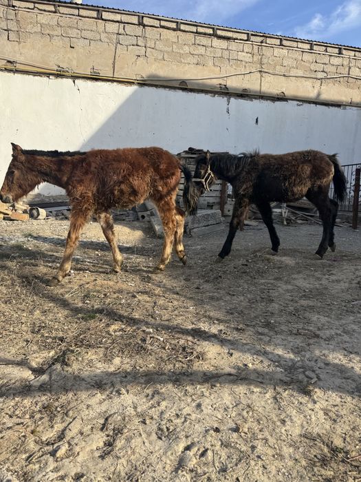 Екі құлын сатылады