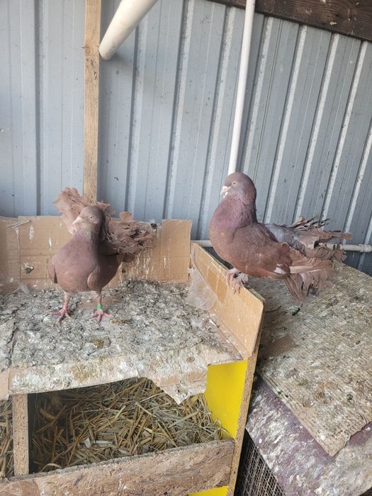 Porumbei Gusat de Pomerania,  voltati galbeni