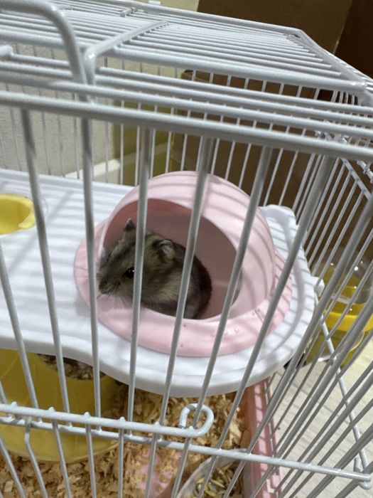 Хомяки джунгарские