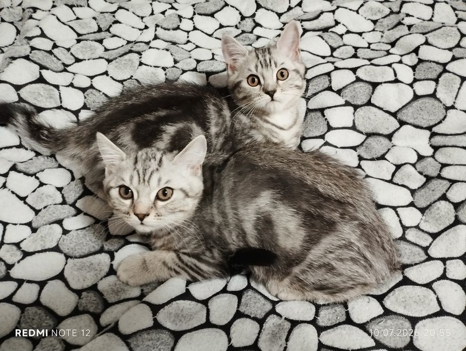 Чистокровные шатландцы