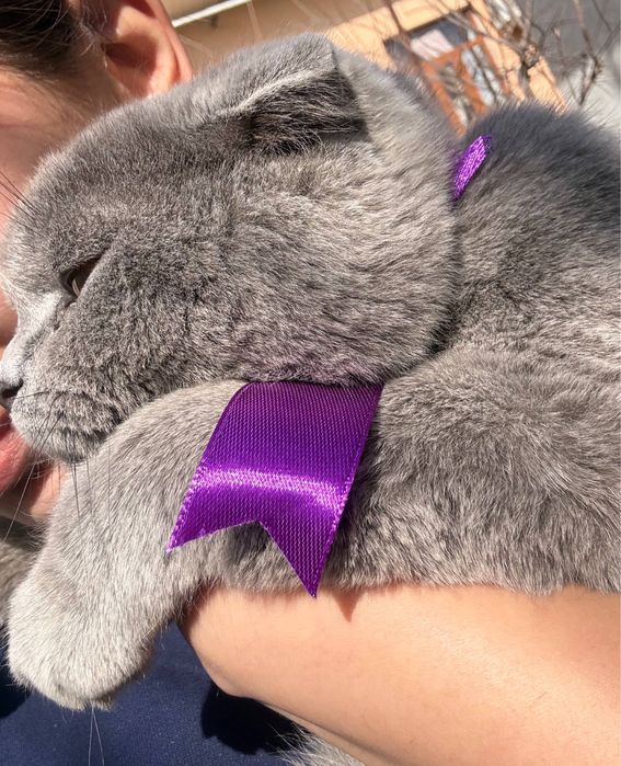 Paroda mushuk sotiladi, srochnaga