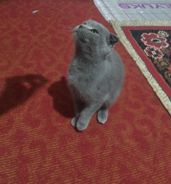 Skotish fold nasli toza slishkim ozoda va kurinni felix yeydi holos!!!