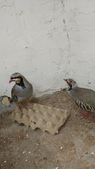 Kakliklar kulangi qora tovuqlar