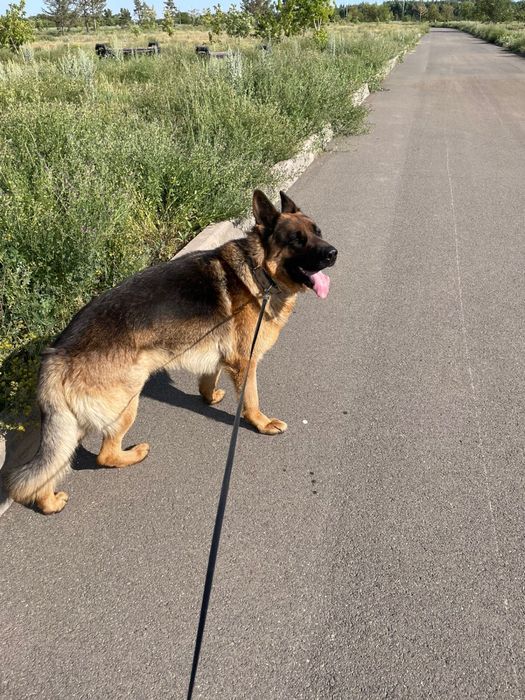 Вязка немецкая овчарка, кобель