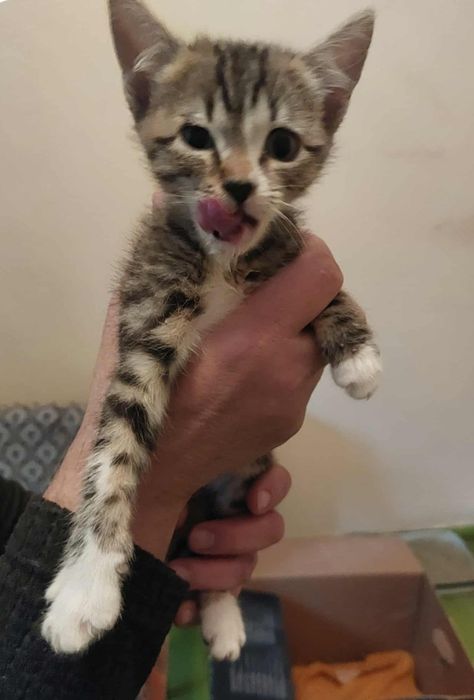 Две мъркащи котета ТЪРСЯТ дом