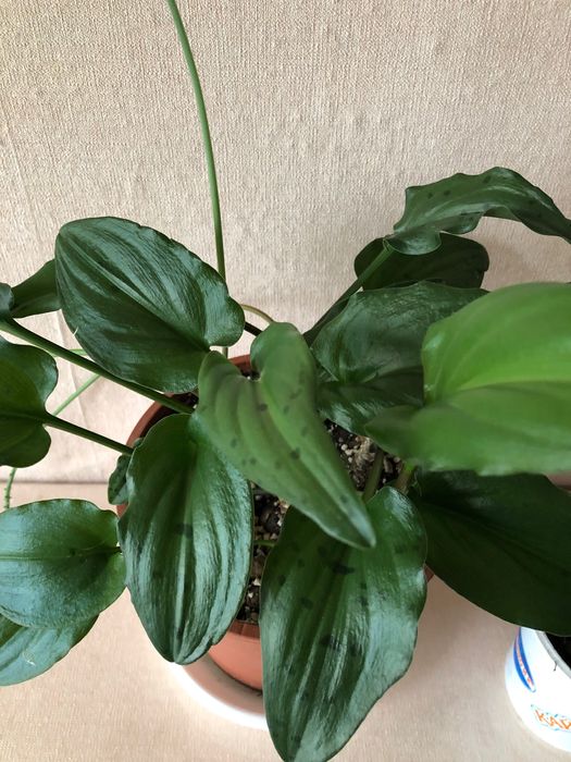 Дримиопсис пятнистый