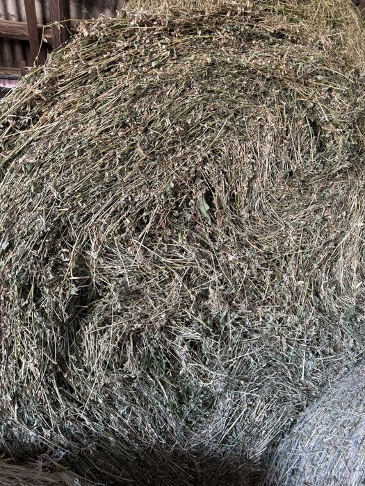 Baloti lucerna uscata 1,2 x 1,8 m 450 kg
