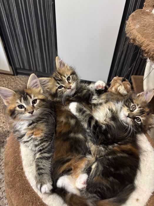 Котенца Мейн Куун