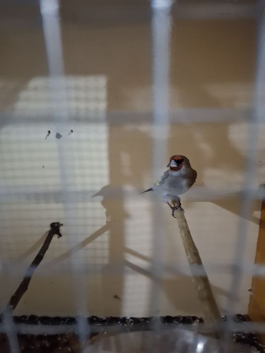 Щеглы птицы продаются