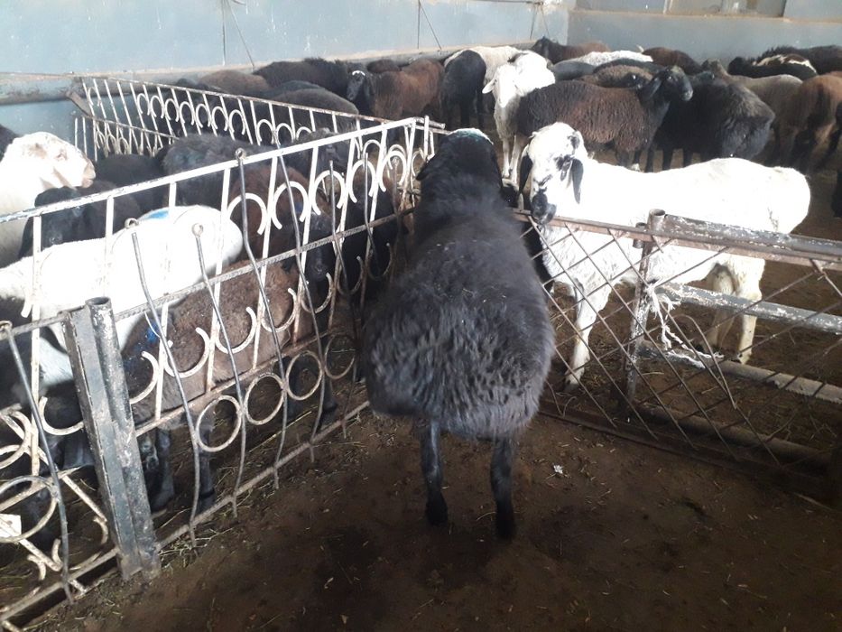 Qassob xizmati 24  Aqiqa va Qurbonlik uchun. Qo‘chqor  sotiladi  11000