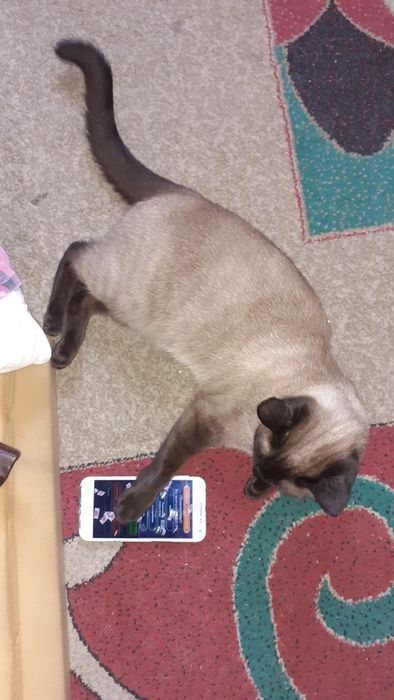 Пропала кошка сиамская