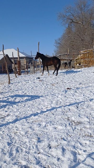 Тазақанды байтал