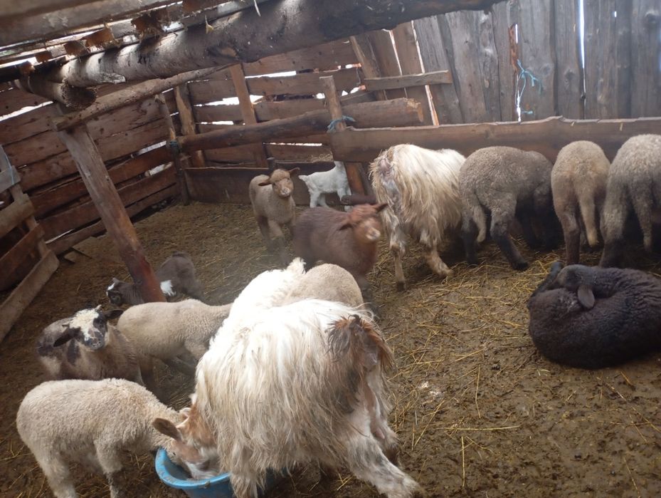 Oi de vânzare  și 2 capre