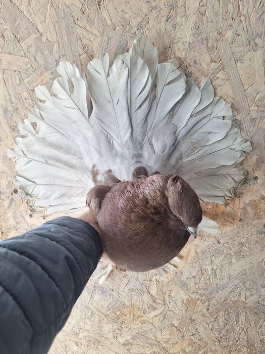 Indieni Voltati indieni