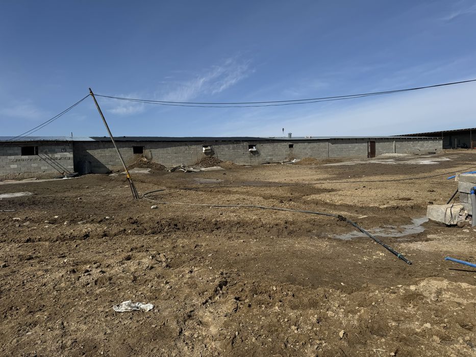 Фазенда ірі қара жылқы малымен