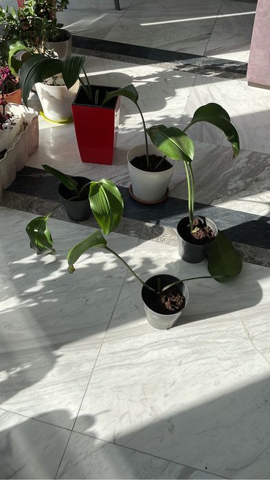 Цветы комнатные